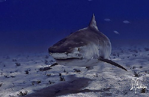 Emma stopping by for a closer look. This image was taken ... by Steven Anderson 